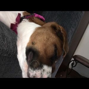 Meet your Posher, Sadie